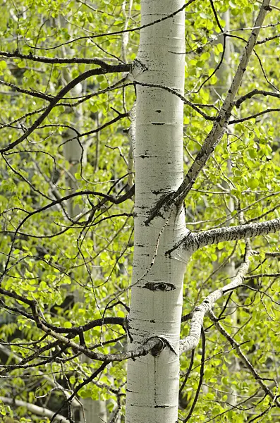 508346 - Trembling aspen (Populus tremuloides)