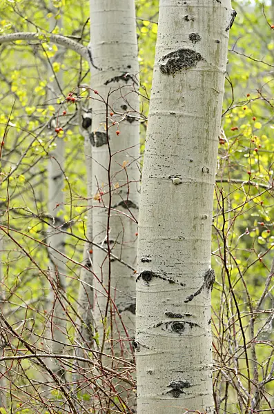 508347 - Trembling aspen (Populus tremuloides)