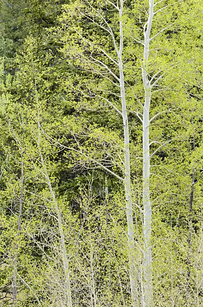 508392 - Trembling aspen (Populus tremuloides)