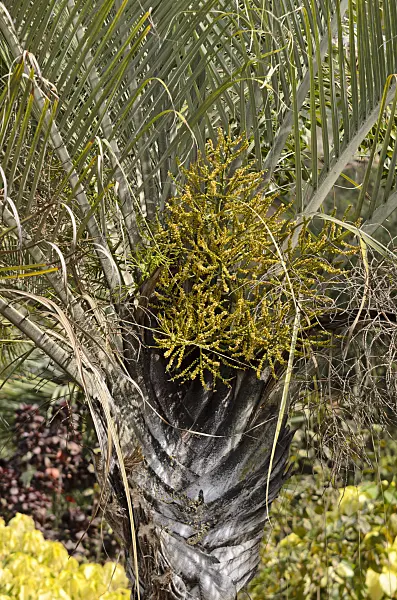 564149 - Triangle palm (Dypsis decaryi syn. Neodypsis decaryi)