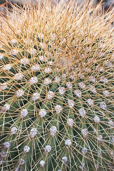 361005 - Trichocereus formosus