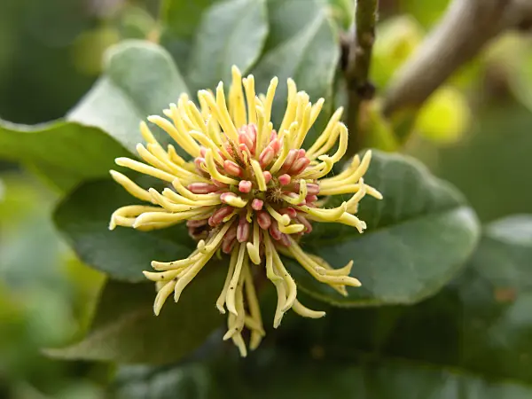 429119 - Trichocladus crinitus