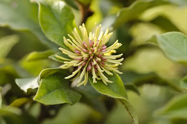476158 - Trichocladus crinitus