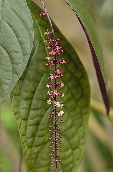 519120 - Trichostigma peruvianum