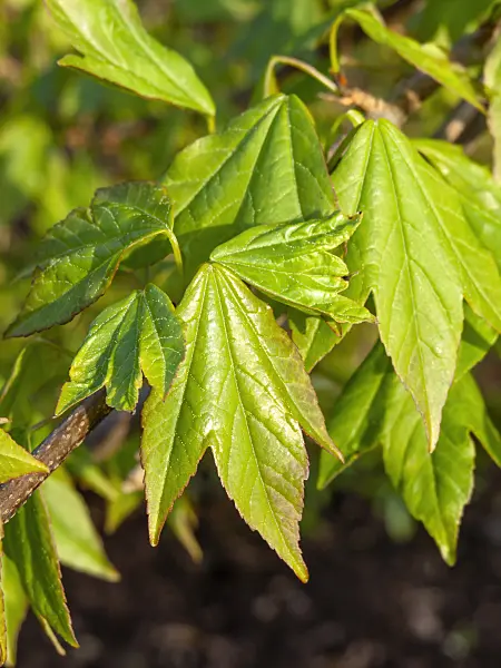 459042 - Trident maple (Acer buergerianum)