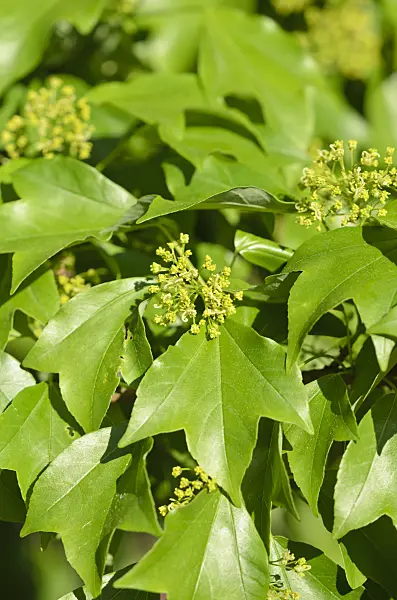 520265 - Trident maple (Acer buergerianum)
