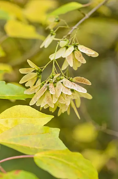 525242 - Trident maple (Acer buergerianum)