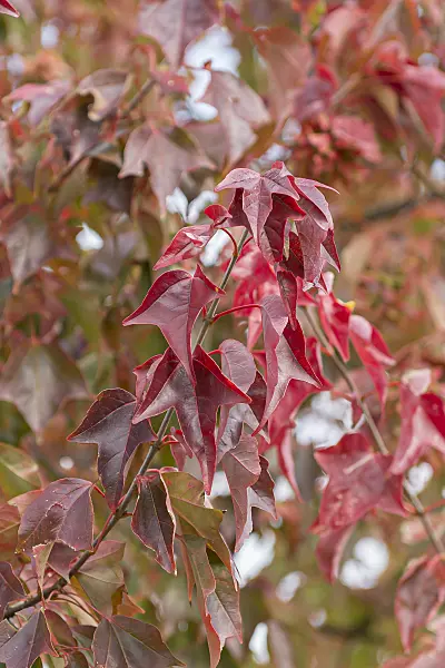 651007 - Trident maple (Acer buergerianum)