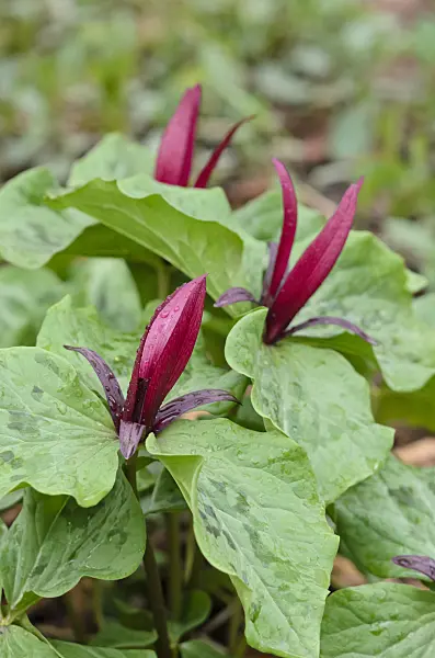 519152 - Trille (Trillium cuneatum)