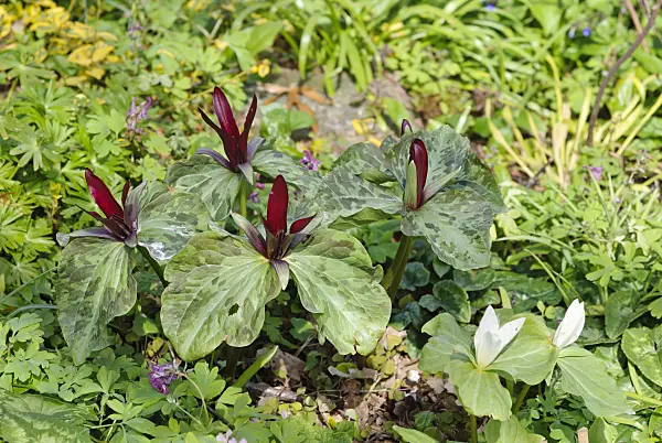 465094 - Trillium (Trillium)