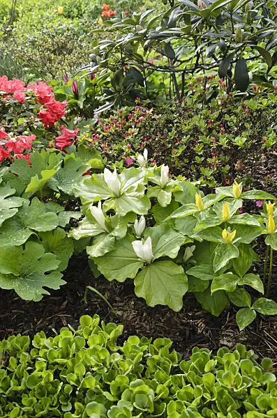 520153 - Trillium (Trillium) and rhododendron (Rhododendron)