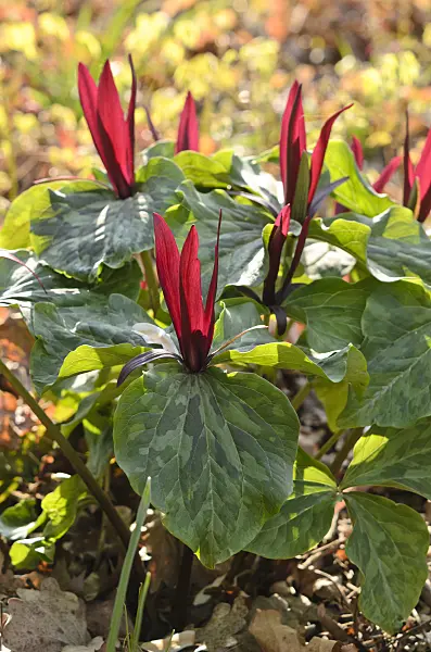 519140 - Trillium (Trillium kurabayashii)