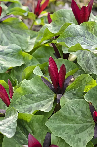 519141 - Trillium (Trillium kurabayashii)