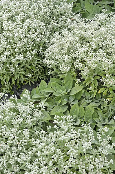 535144 - Triple-veined pearly everlasting (Anaphalis triplinervis 'Silberregen') and lamb's ears (Stachys byzantina)