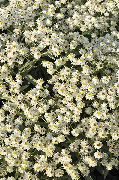 499060 - Triple-veined pearly everlasting (Anaphalis triplinervis 'Sommerschnee')