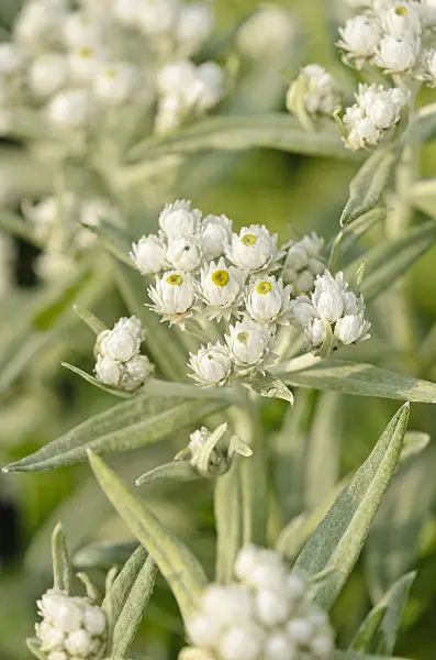 523006 - Triple-veined pearly everlasting (Anaphalis triplinervis 'Sommerschnee')