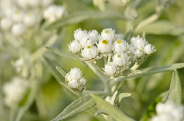 523007 - Triple-veined pearly everlasting (Anaphalis triplinervis 'Sommerschnee')