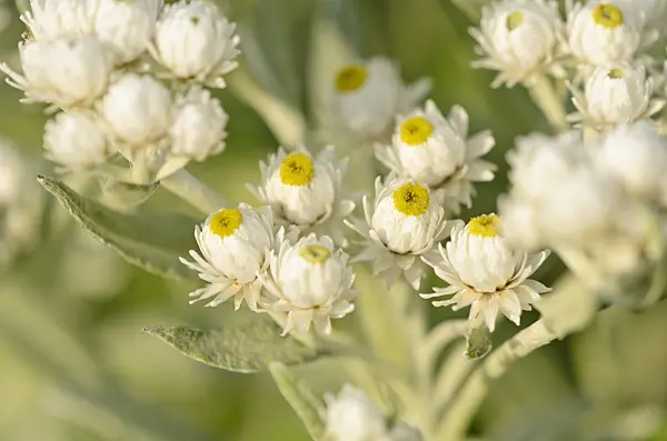 523009 - Triple-veined pearly everlasting (Anaphalis triplinervis 'Sommerschnee')