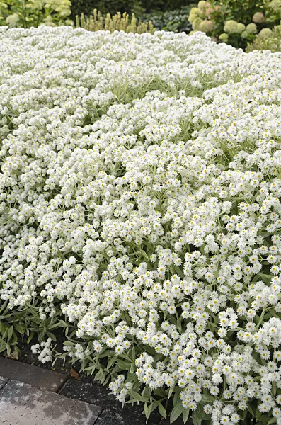 571030 - Triple-veined pearly everlasting (Anaphalis triplinervis 'Sommerschnee')