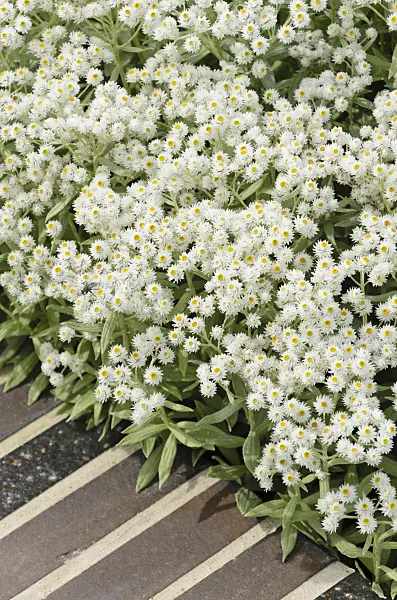 571031 - Triple-veined pearly everlasting (Anaphalis triplinervis 'Sommerschnee')