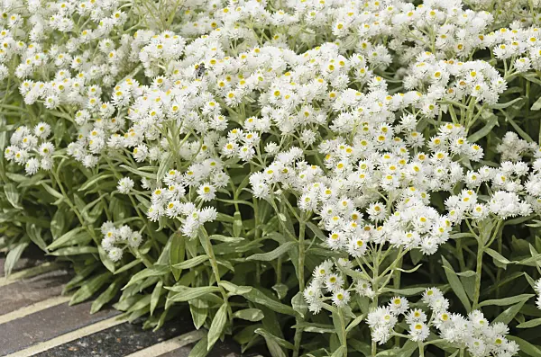 571032 - Triple-veined pearly everlasting (Anaphalis triplinervis 'Sommerschnee')