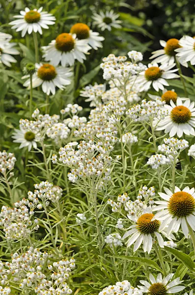 534396 - Triple-veined pearly everlasting (Anaphalis triplinervis 'Sommerschnee') and purple cone flower (Echinacea purpurea 'Baby Swan White')