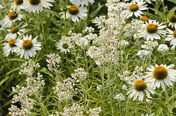 534397 - Triple-veined pearly everlasting (Anaphalis triplinervis 'Sommerschnee') and purple cone flower (Echinacea purpurea 'Baby Swan White')