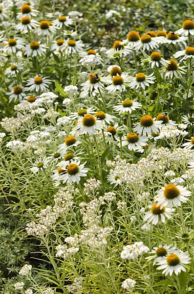 534400 - Triple-veined pearly everlasting (Anaphalis triplinervis 'Sommerschnee') and purple cone flower (Echinacea purpurea 'Baby Swan White')