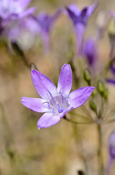 508433 - Triplet lily (Triteleia bridgesii syn. Brodiaea bridgesii)