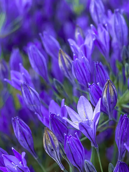 426331 - Triteleia laxa syn. Brodiaea laxa