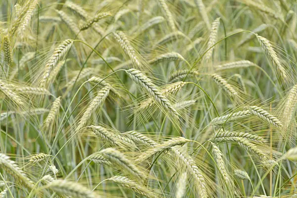 486079 - Triticale (Triticum x Secale)