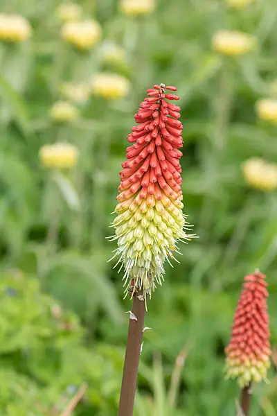 664219 - Tritome à longues grappes (Kniphofia uvaria 'Fireflame')