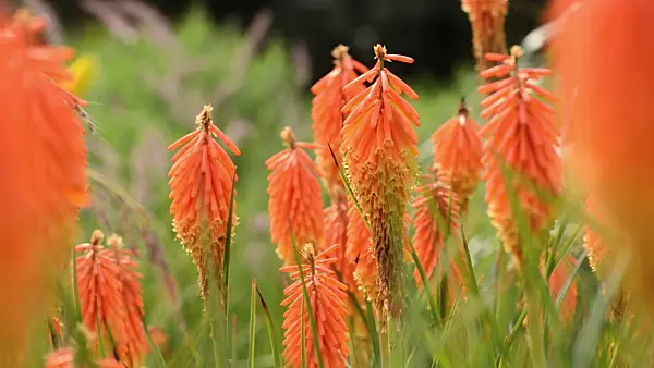 498254 - Tritome (Kniphofia) et bourdon (Bombus)
