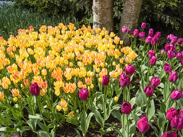 401064 - Triumph tulip (Tulipa Attila) and single late tulip (Tulipa Antoinette)