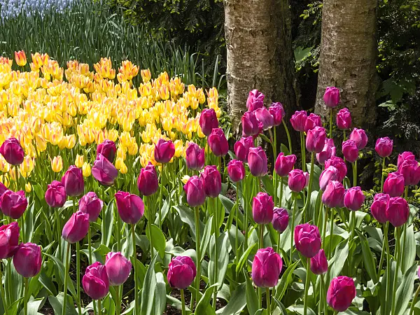 401066 - Triumph tulip (Tulipa Attila) and single late tulip (Tulipa Antoinette)