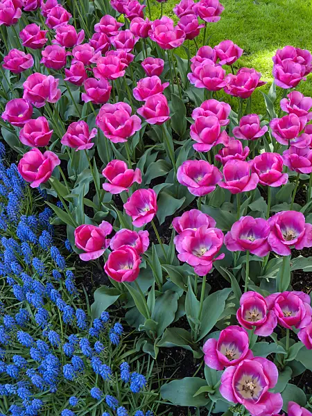 401019 - Triumph tulip (Tulipa Carola) and grape hyacinth (Muscari)