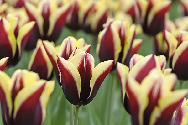 471315 - Triumph tulip (Tulipa Gavota)