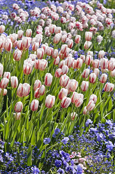 556029 - Triumph tulip (Tulipa Happy Generation)