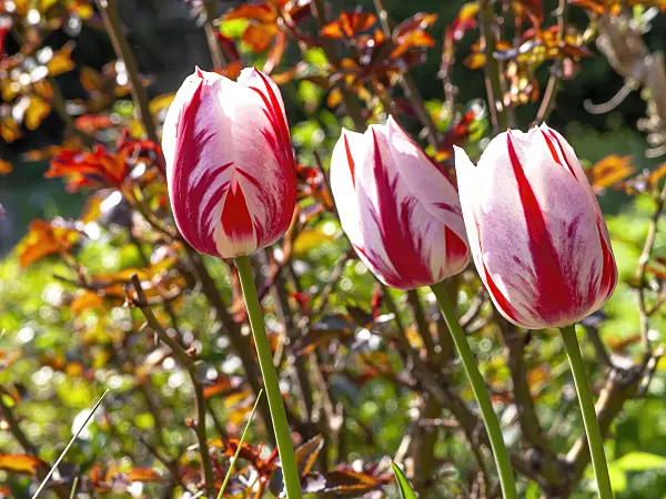 437100 - Triumph tulip (Tulipa Ice Follies)