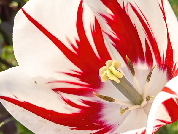 437201 - Triumph tulip (Tulipa Ice Follies)