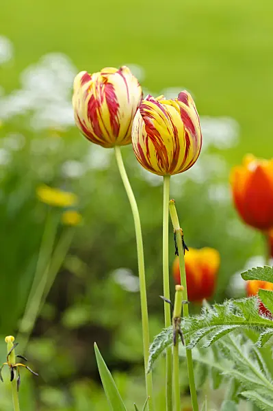 484158 - Triumph tulip (Tulipa Kees Nelis)