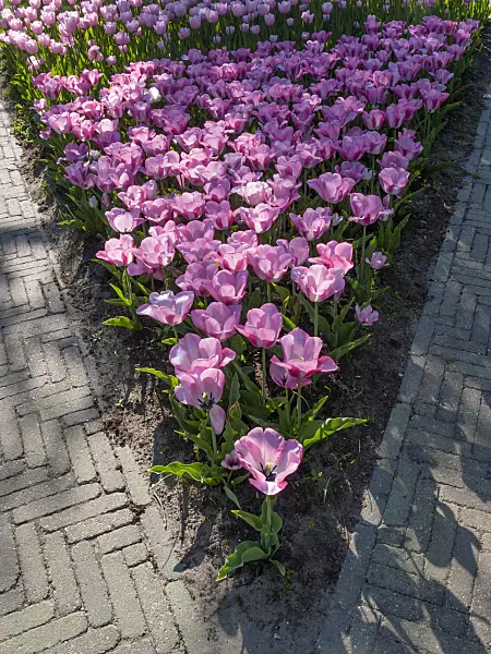 401026 - Triumph tulip (Tulipa Kiss)