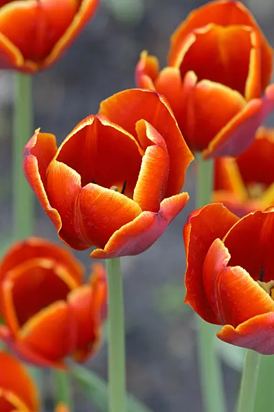 471335 - Triumph tulip (Tulipa Laura Fygi)