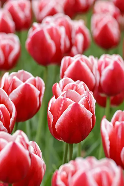 471313 - Triumph tulip (Tulipa Leen van der Mark)