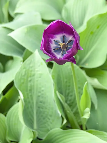 437207 - Triumph tulip (Tulipa Negrita)