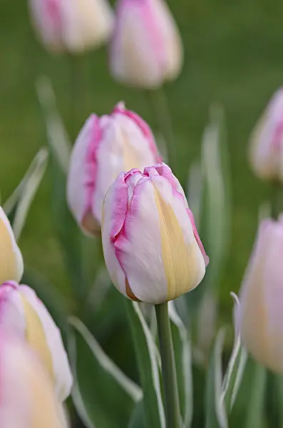 520063 - Triumph tulip (Tulipa New Design)