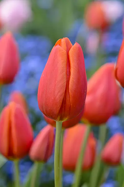 531164 - Triumph tulip (Tulipa Orange Cassini)