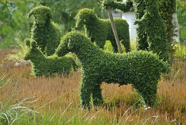 502248 - Troène de Delavay (Ligustrum delavayanum)