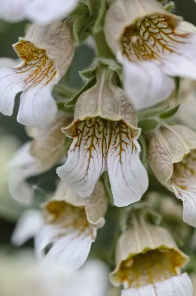 520203 - Troja-Fingerhut (Digitalis trojana)