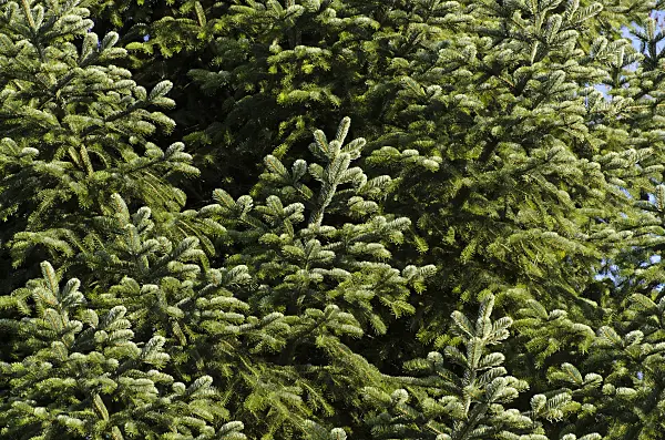 494072 - Trojan fir (Abies nordmanniana subsp. equi-trojani)